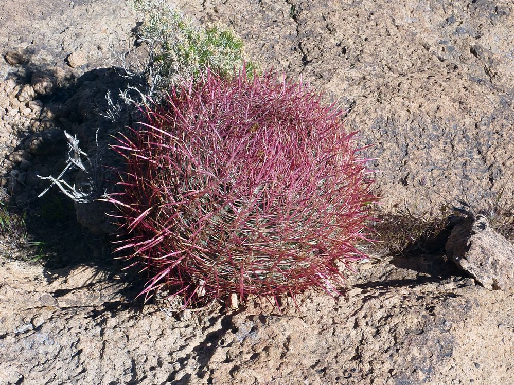Mojave reserve (28).JPG